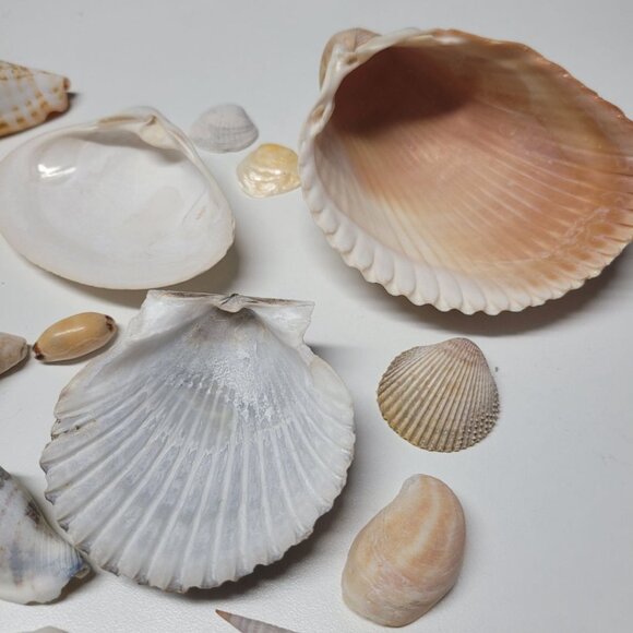 Seashell Nautical Decor Lot Mixed Sizes Blue Brown Half Clam 25 Pieces - Picture 8 of 13